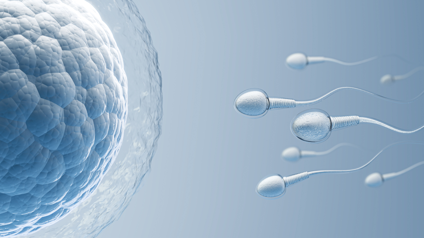 Espermatozoides indo em direção ao óvulo, para falar se a bariátrica compromete a fertilidade