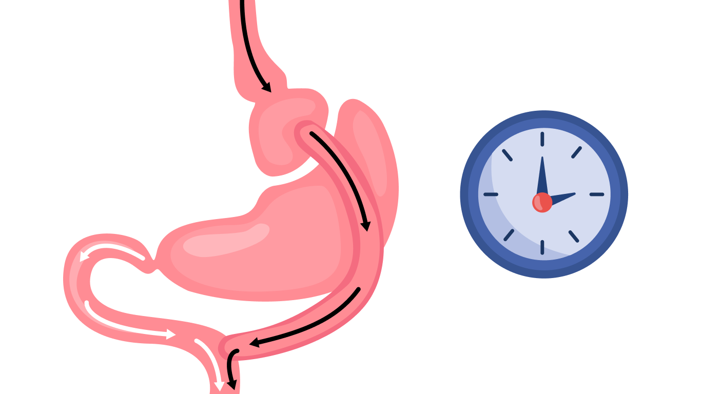 Estômago e um relógio, para falar sobre quanto tempo dura a cirurgia de bypass