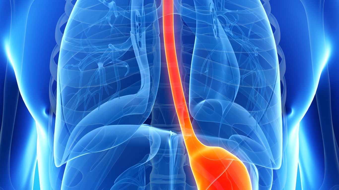 Representação do esôfago, para falar sobre os sintomas do câncer de esôfago